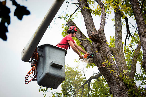 Best Tree Preservation Services  in Sparta, TN